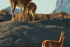 Guanacos